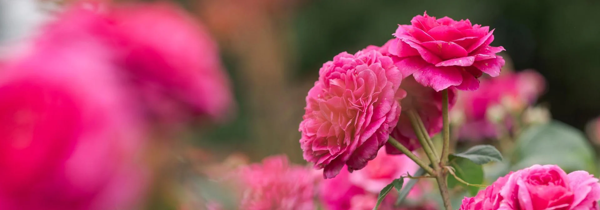 Timeless English Roses Delivered Fresh