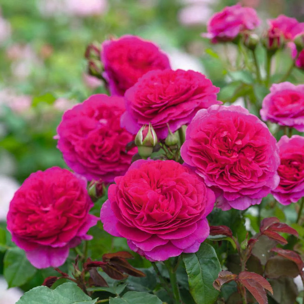 New Varieties